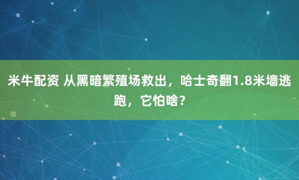 米牛配资 从黑暗繁殖场救出，哈士奇翻1.8米墙逃跑，它怕啥？
